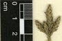 Elytraria imbricata (Vahl) Pers., Guatemala, E. Contreras 5619, F